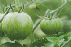 Green Tomatoes | Valentines Day | GA Proud | Home Builders Group
